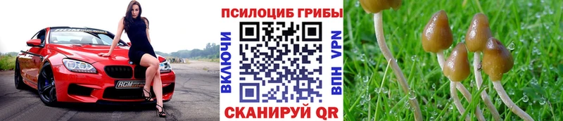 Псилоцибиновые грибы мицелий  Правдинск 